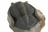 Gorgeous Zlichovaspis Trilobite - Orange Eyes #312784-4